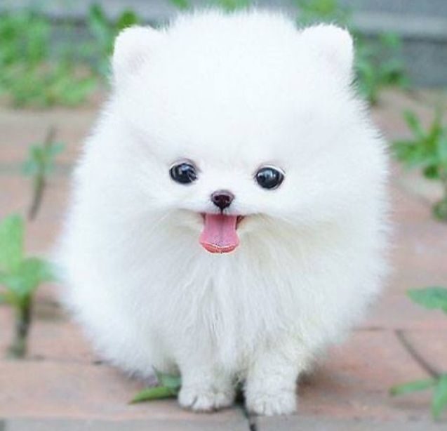 white dog