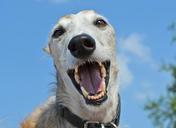 happy dog