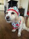 dog with clothes
