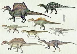 SPinosauridea size chart found on wikimidea