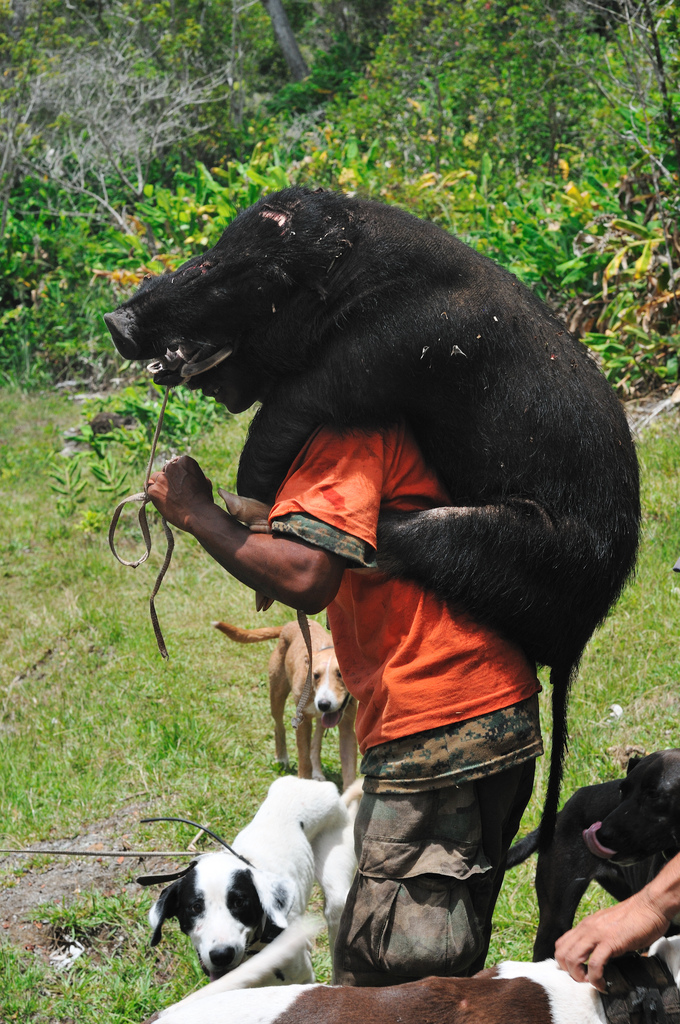  a picture of a guy who is killed a pig and is carring a pig on his back