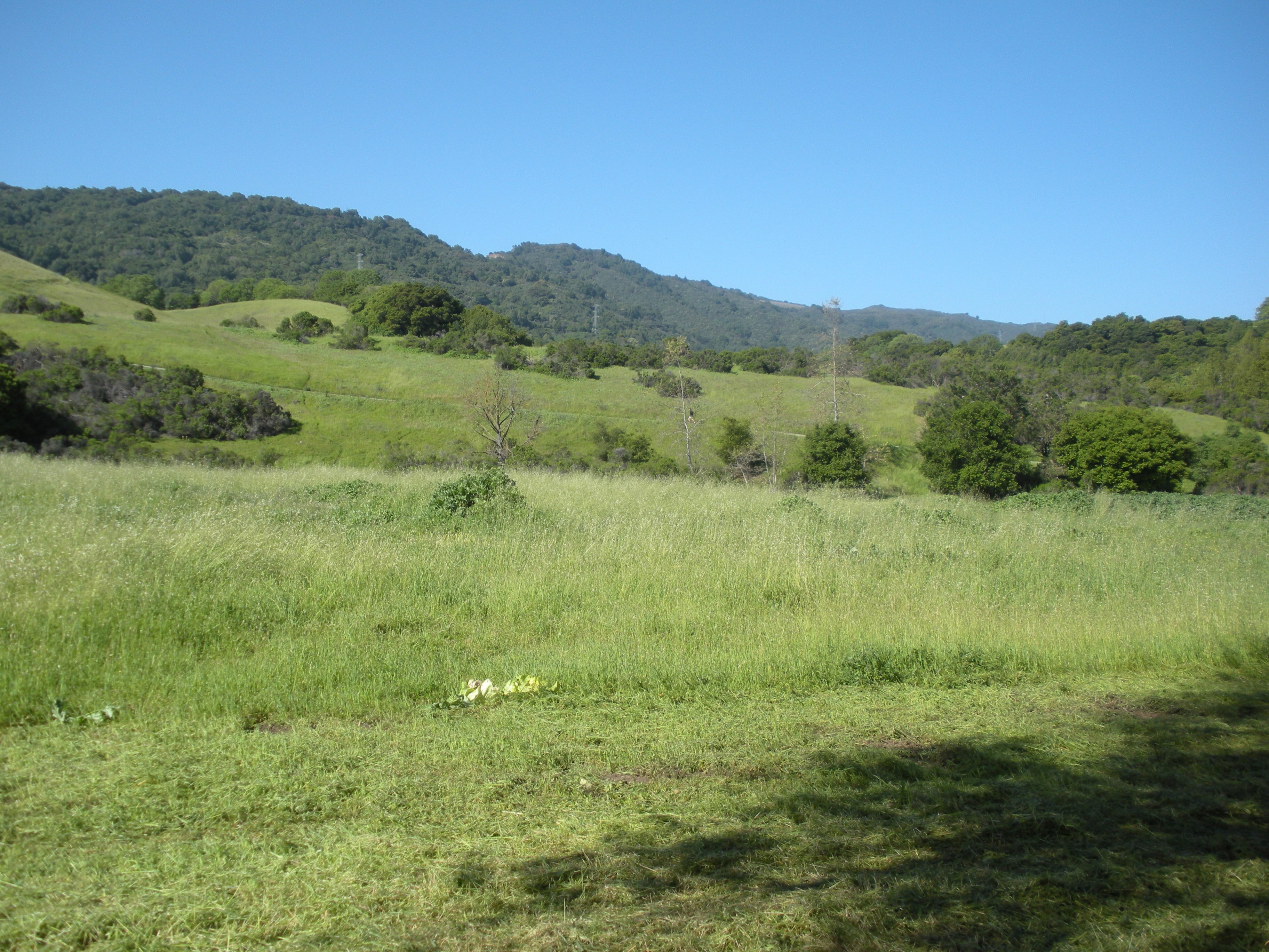 Grassy meadow and hills in San Antonio County Park