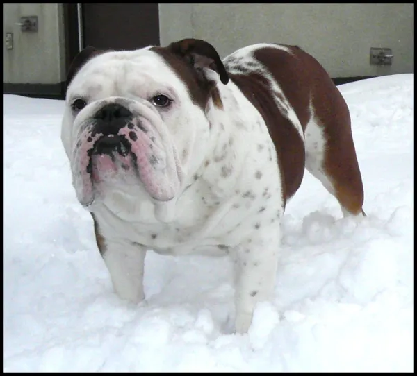 Brown and White