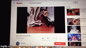 explosive bird