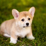 corgi _puppies_in_july