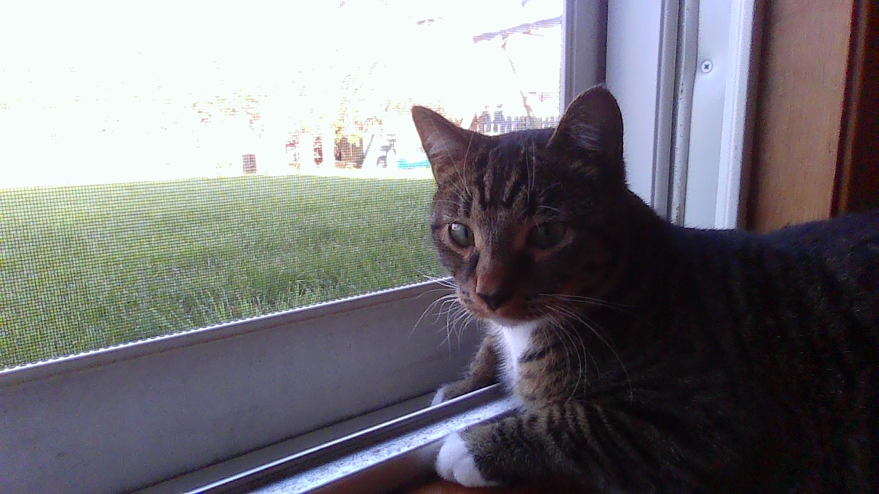 Brown Tabby
