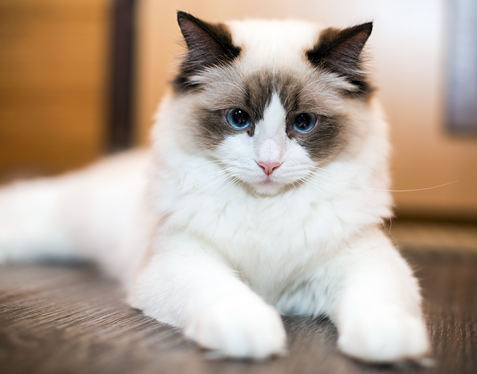 Brown Tabby