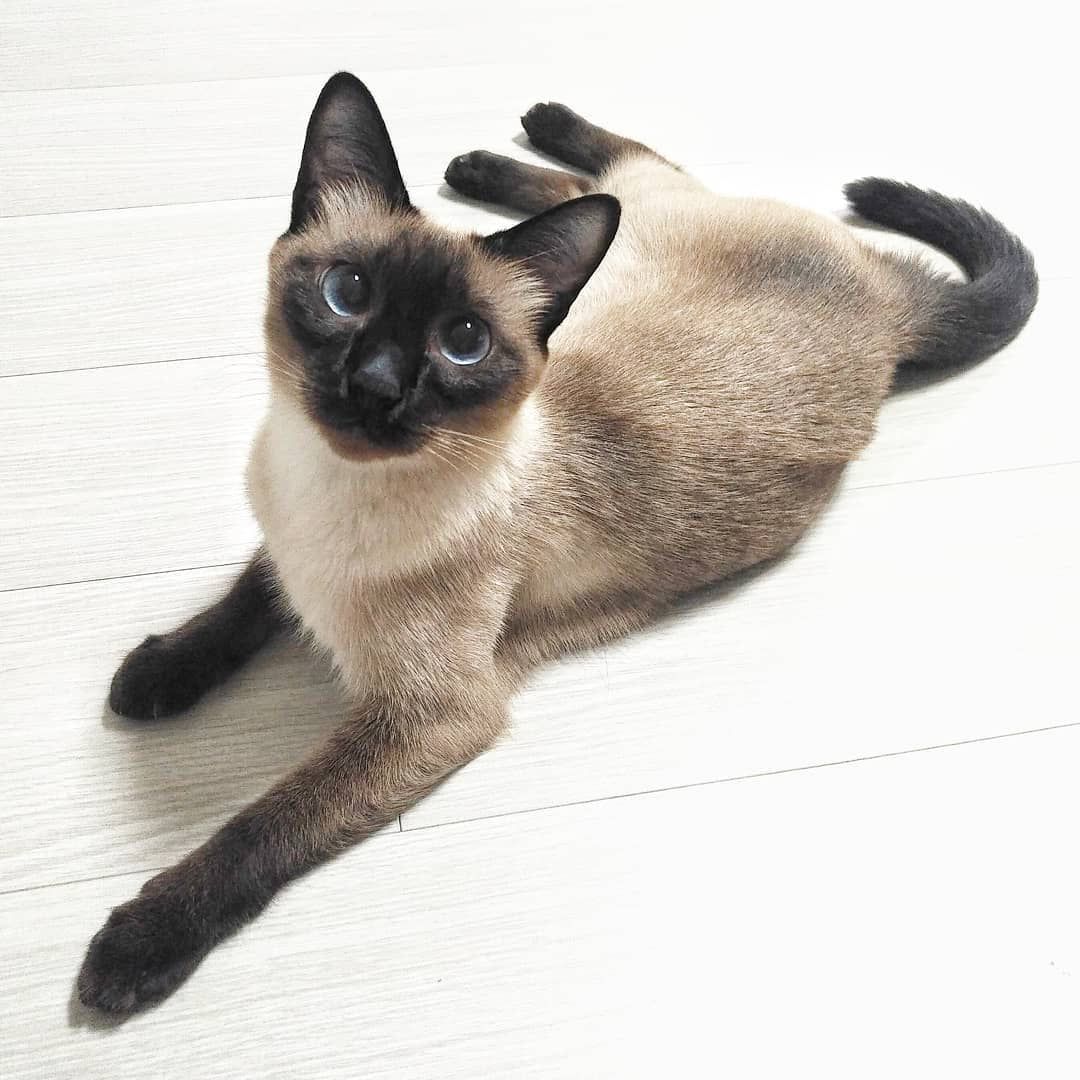 Brown Tabby