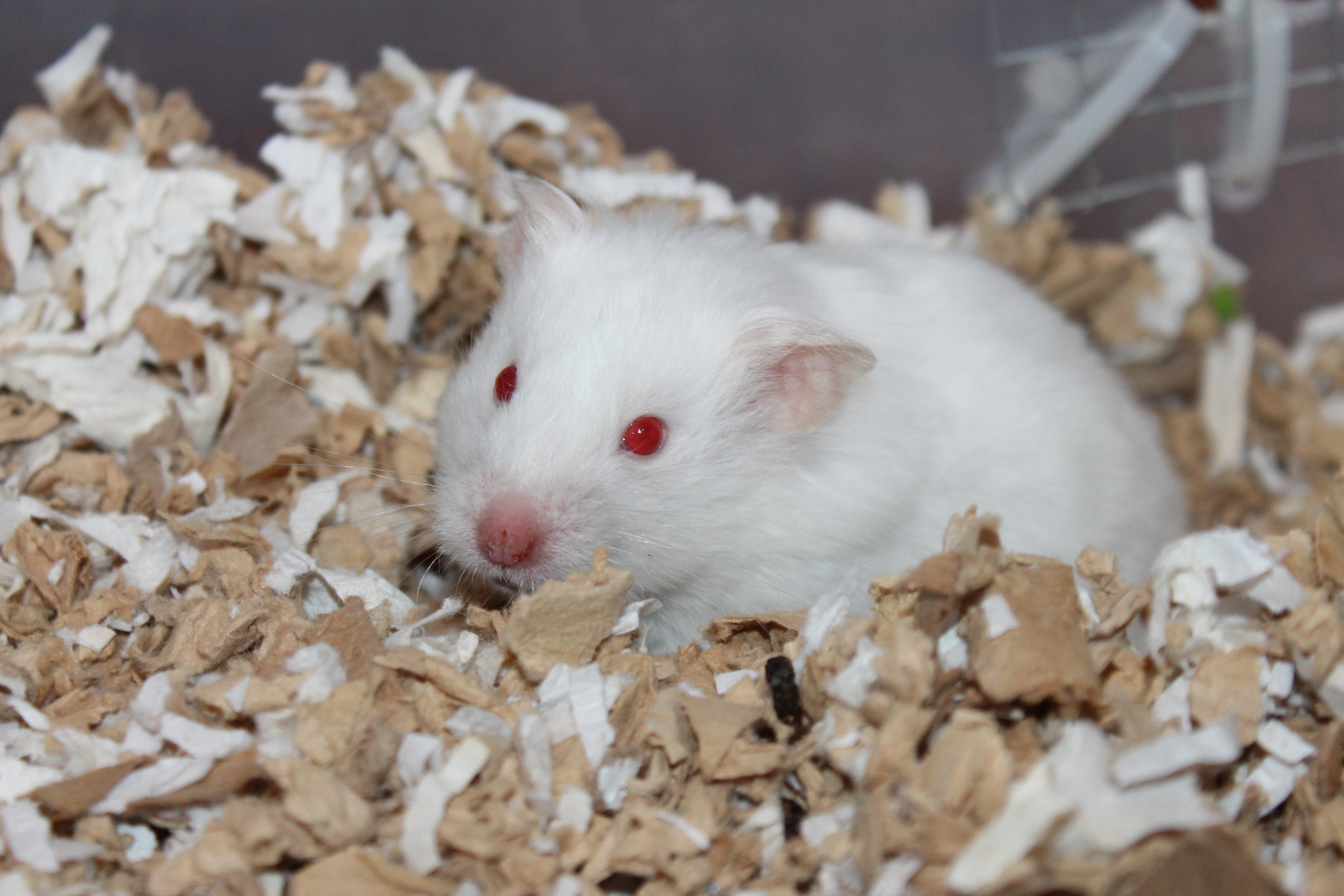 white hamster