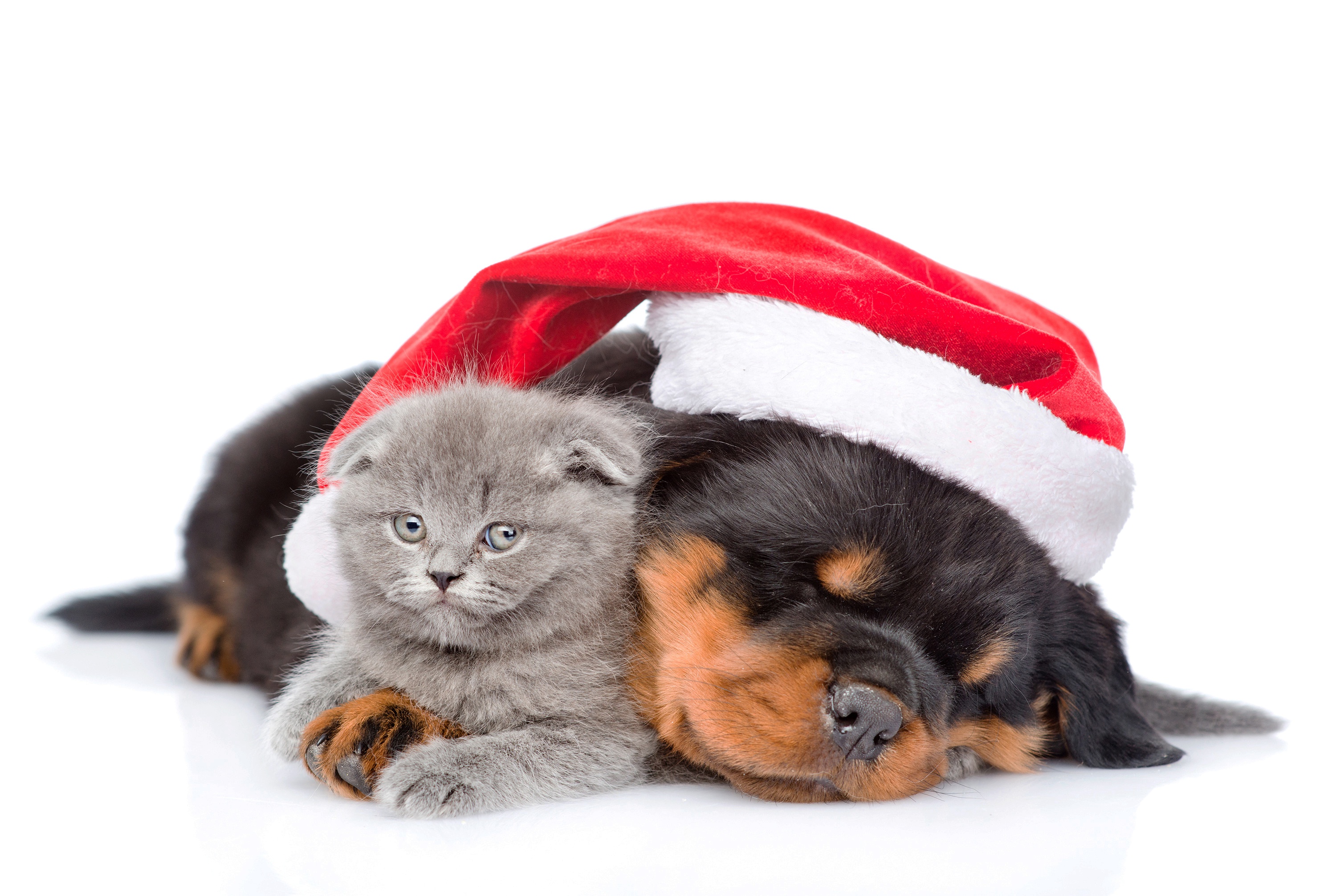 cat dog