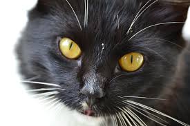Black cat