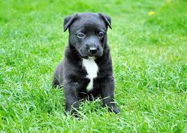 black dog