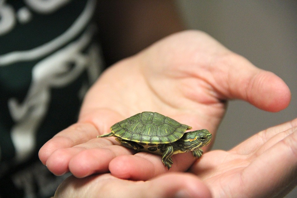 Turtle with green shell