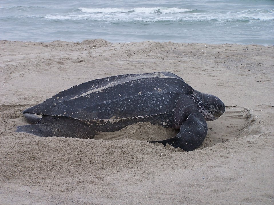 Leatherback Turtle