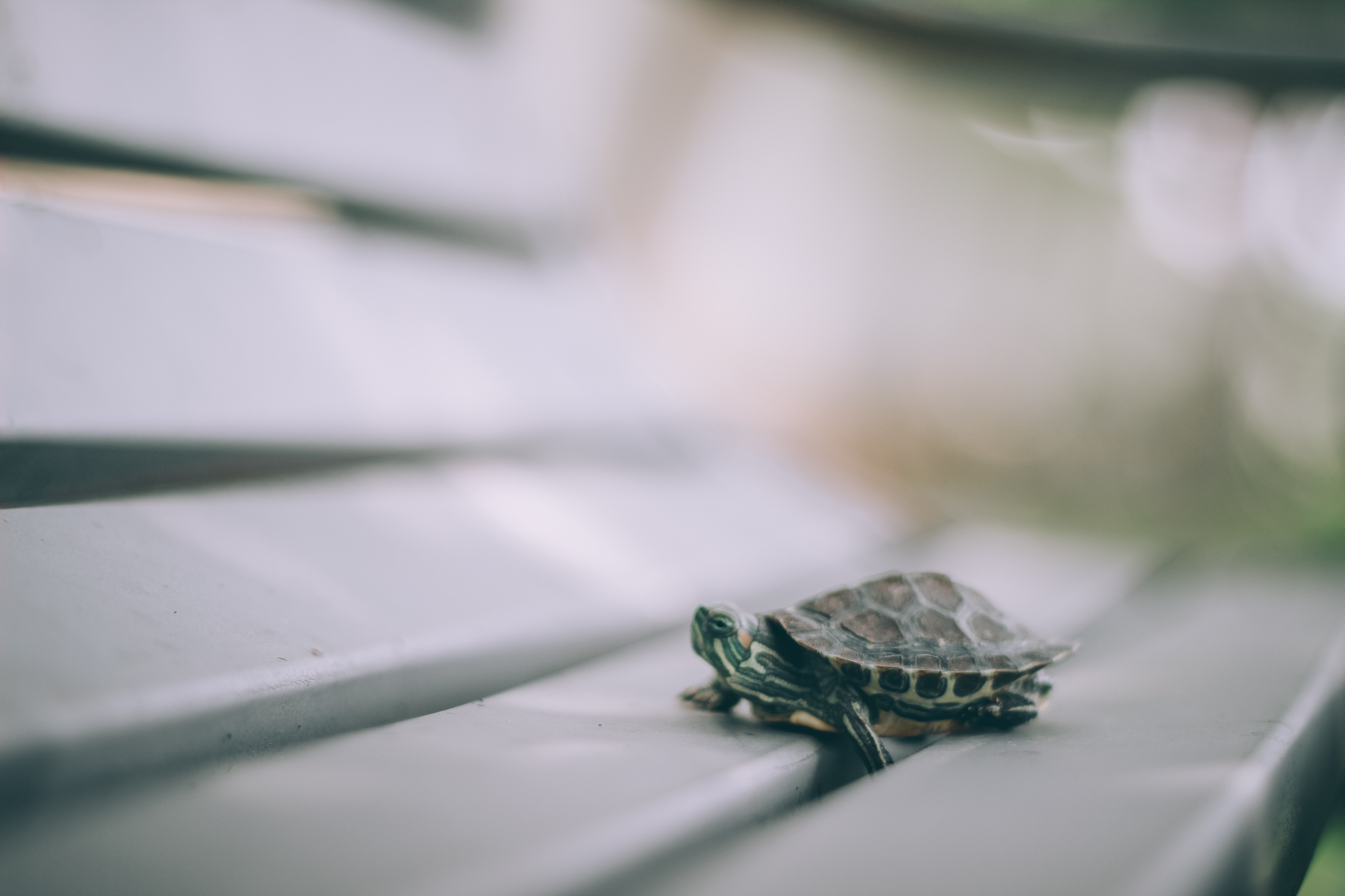 Little Turtle