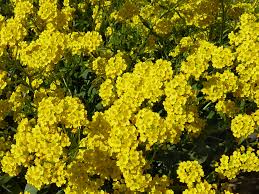 Basket of Gold flowers