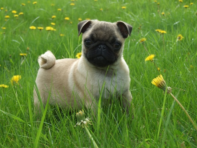 Pug