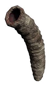 Worm