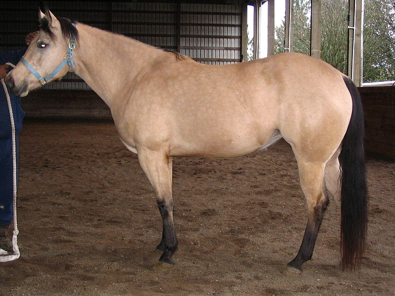 Quarter horses