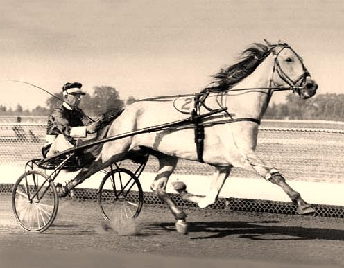 StanderBred Horse