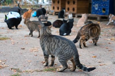 stray-cats.jpg