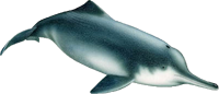 Baiji