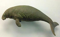 Steller's Sea Cow