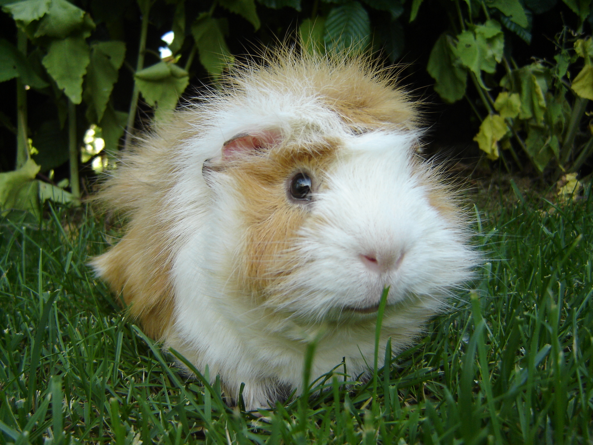 guinea pig in felid