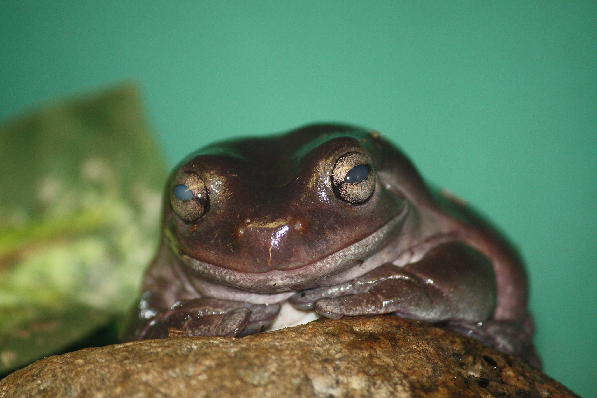 tree frog on leaf