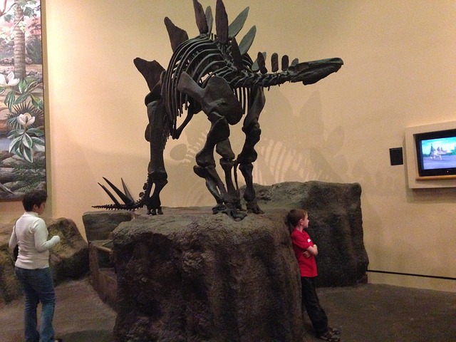 stegosaurus fossil