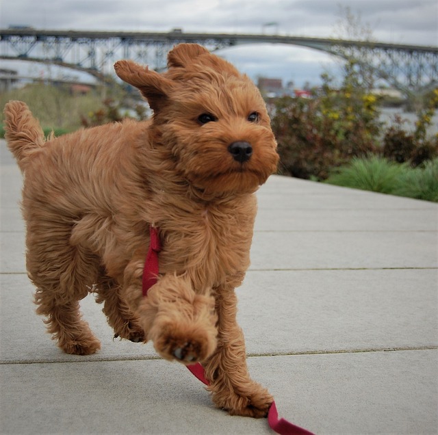 DOGE-aka-Labradoodle
