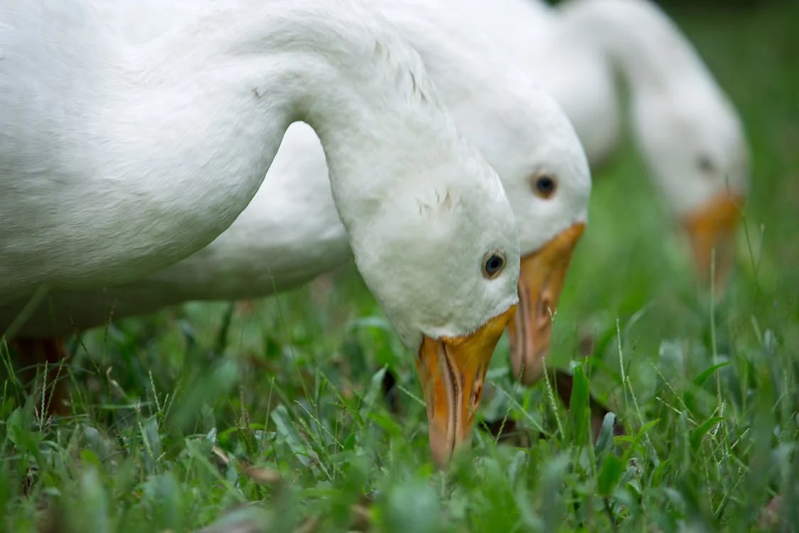 Ducks Eating