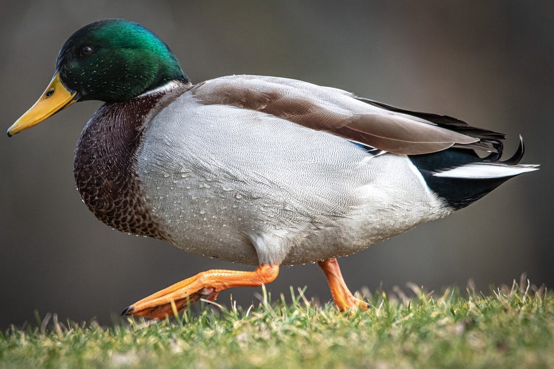 Mallard Duck