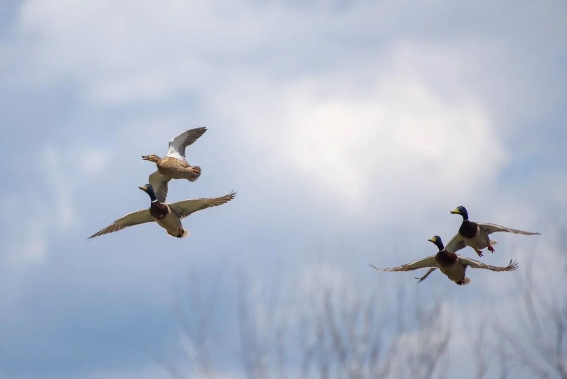 Flying Duck