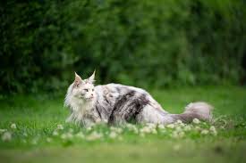 Maine Coon cat