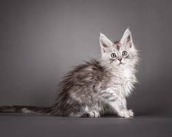 Maine Coon cat