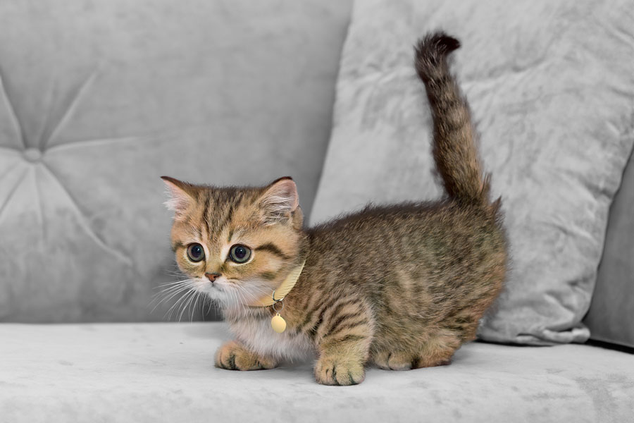 Muchkin cat
