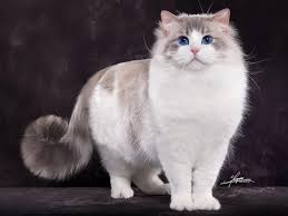 Ragdoll cat