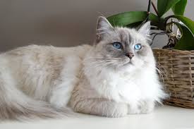 Ragdoll cat