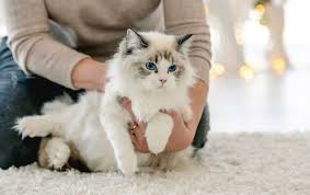 Ragdoll cat