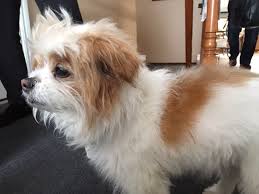 Dog Looking off into distance.