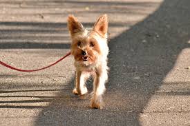 Dog Looking off into distance.