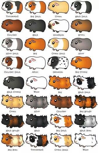 guinea pig breeds