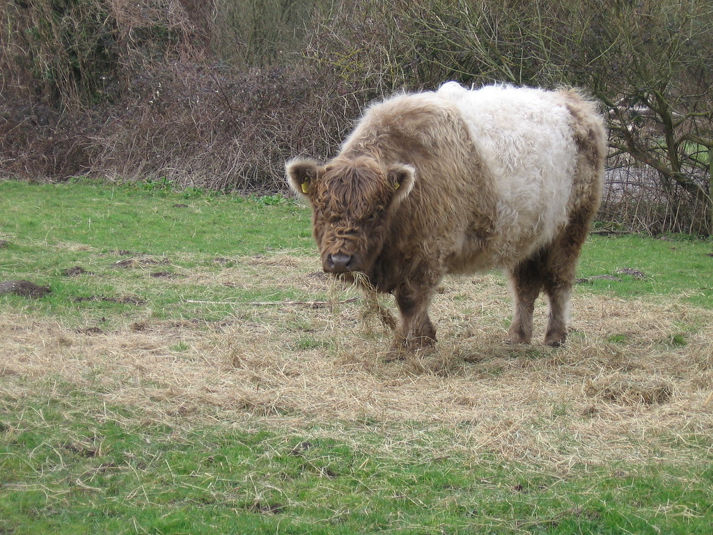  Belted Galloway Cow