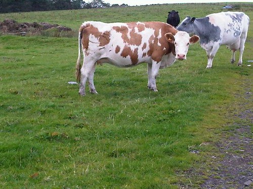 simmental cow