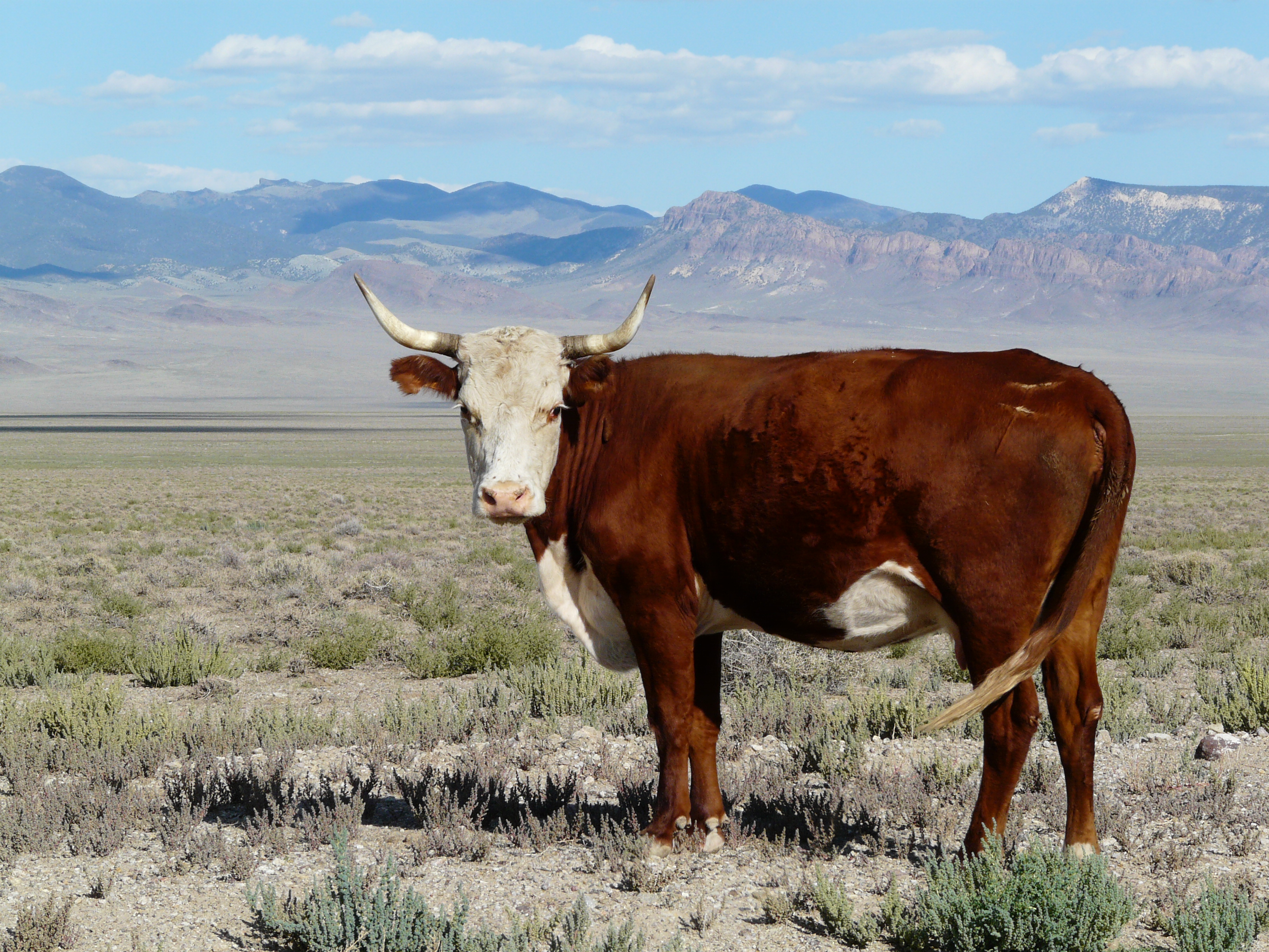 Hereford Cow