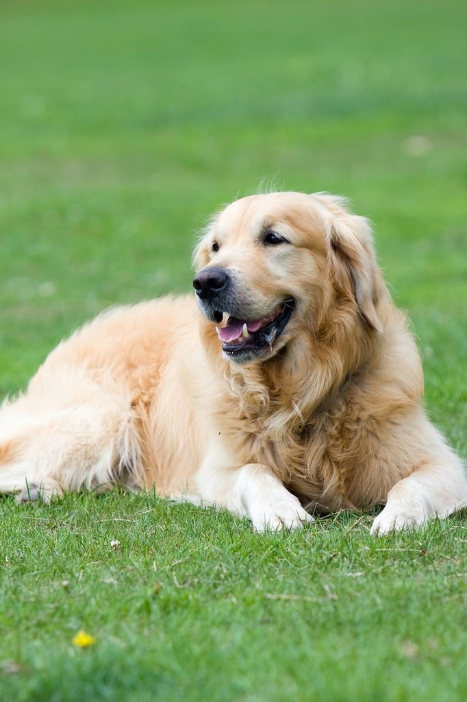 Golden Retriever Dog