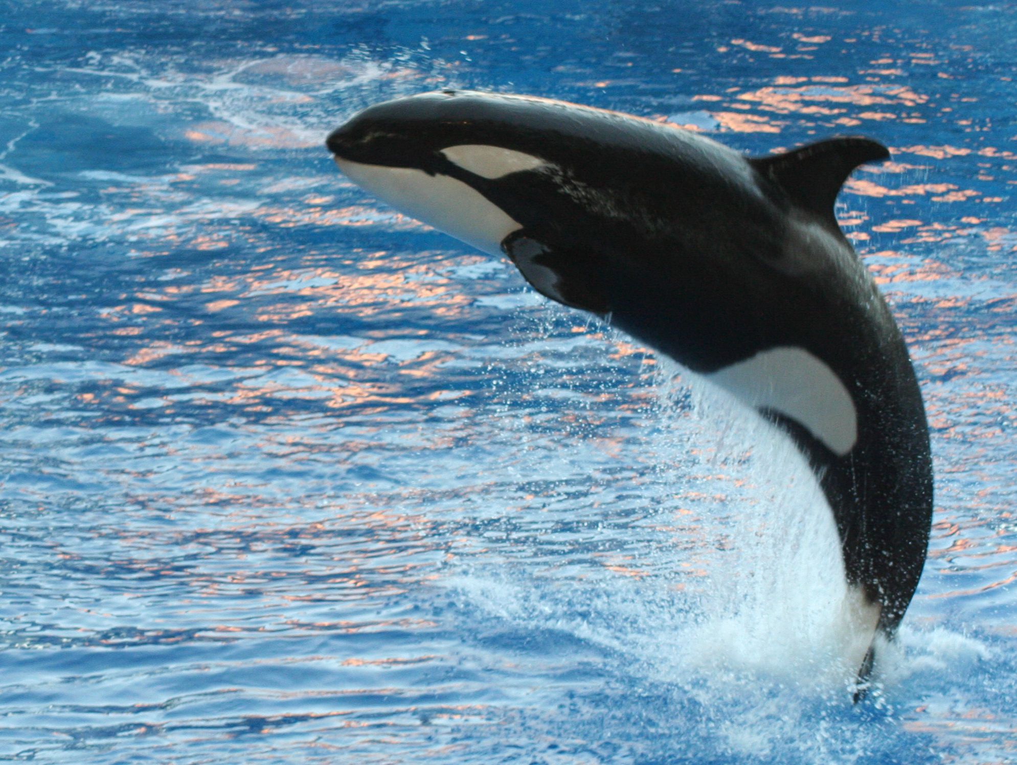 orca jumping