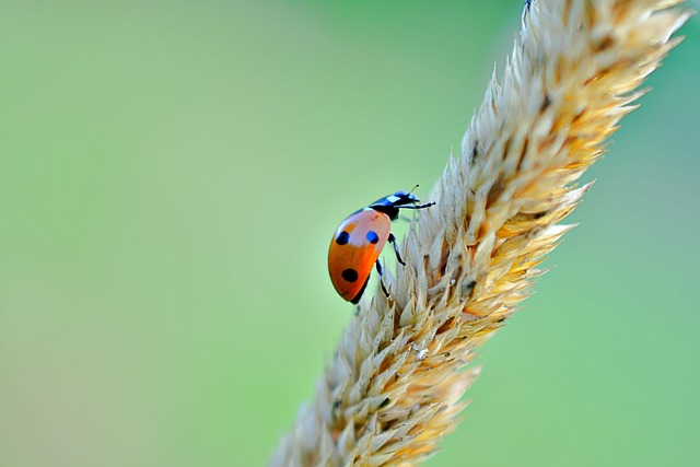 a ladybug climbing a strand of wheat