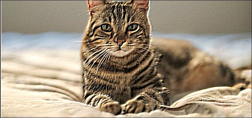 cat